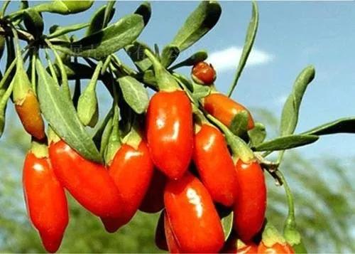 各种水果吃法时间表,7种水果要经常给孩子吃