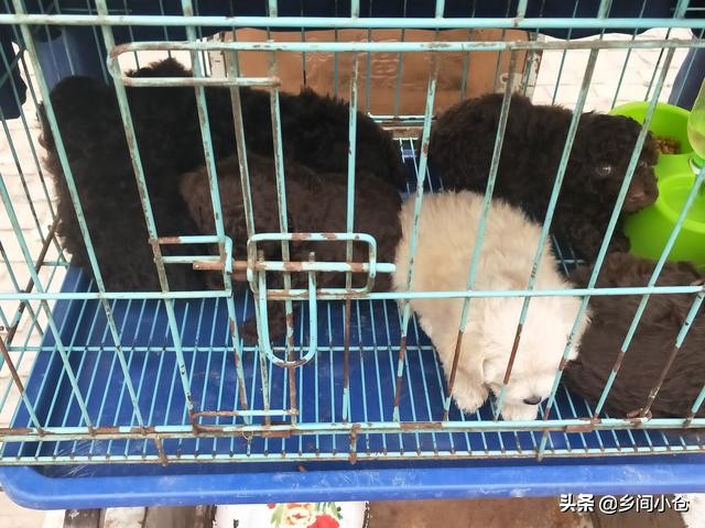 开封狗品种大全,开封狗市是中国最大的吗