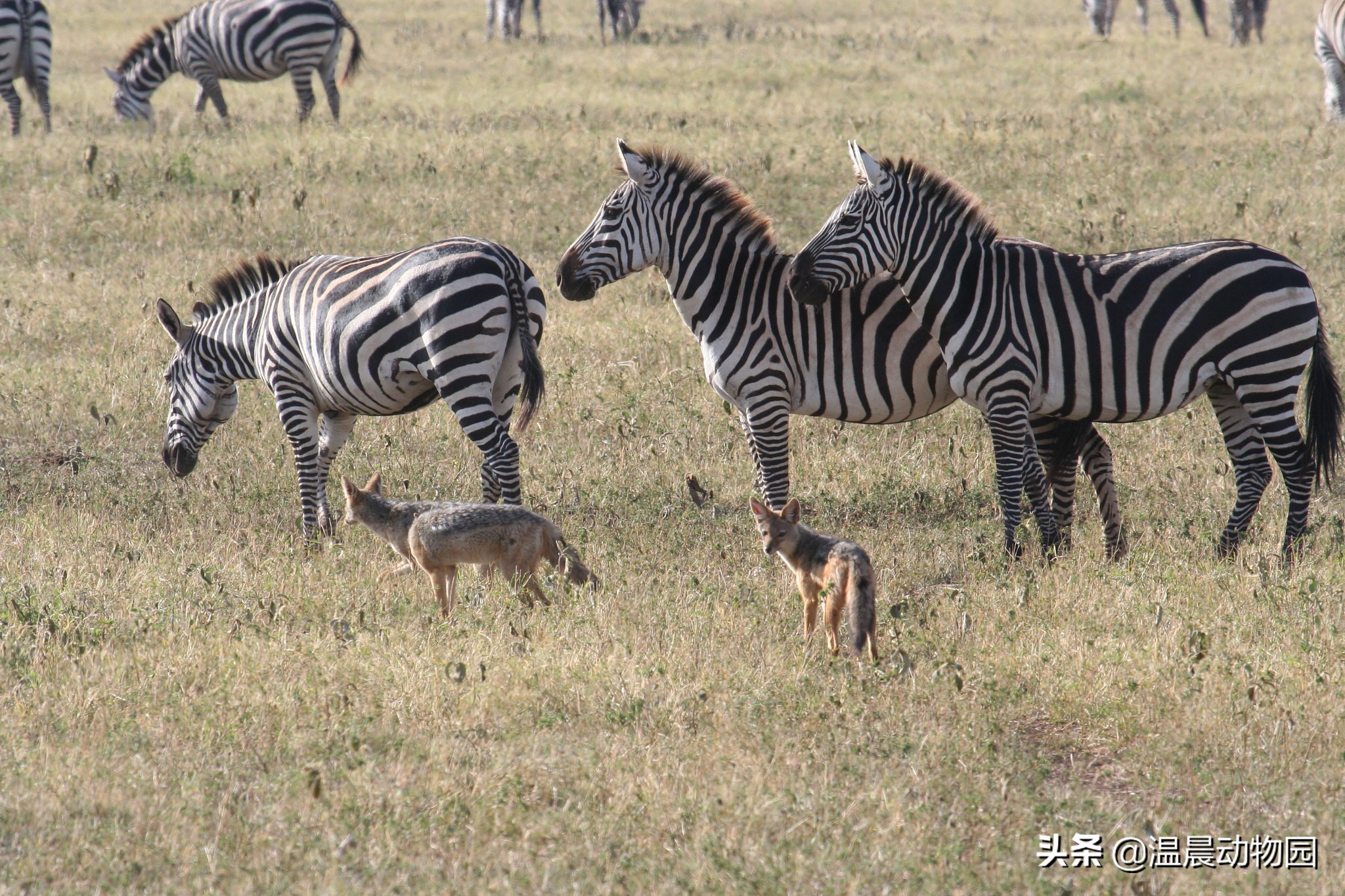 辟谣:黑背胡狼在非洲很受宠?大型食肉动物不爱理它有这三个原因