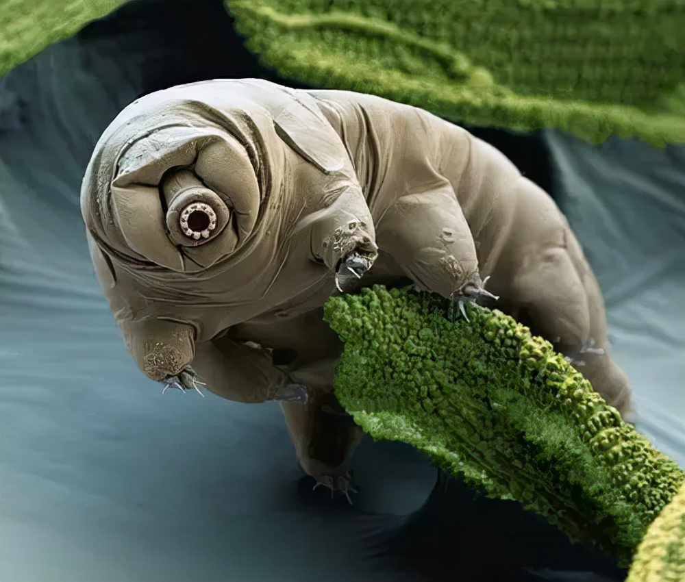 星际较量,问浩瀚宇宙谁主沉浮