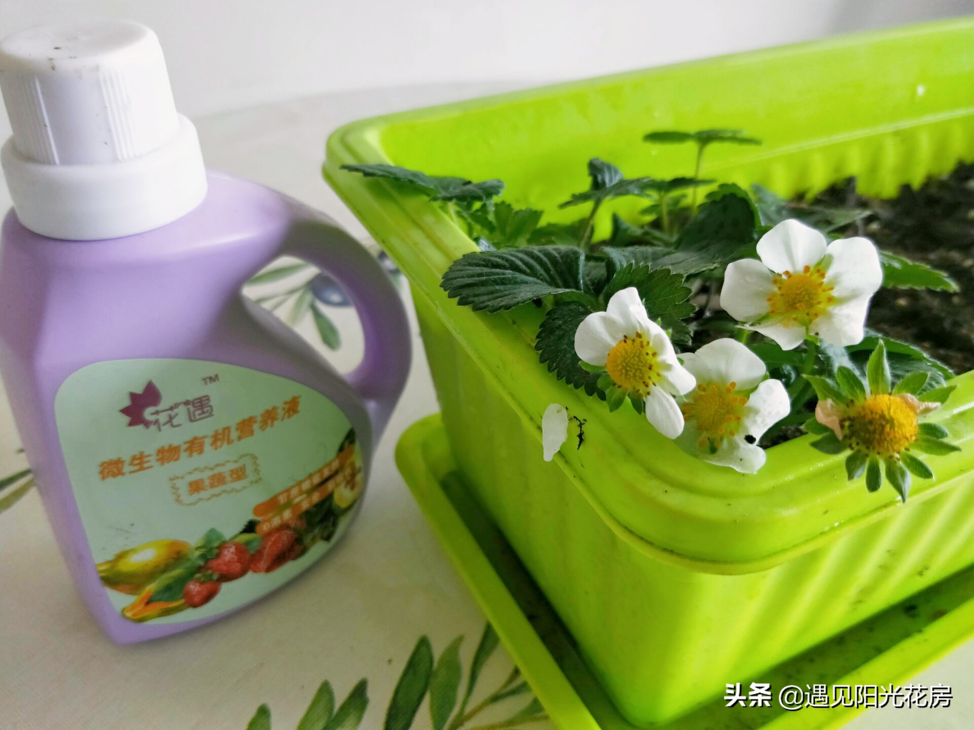 孕妇养花的注意事项,孕妇初期适合哪些比较容易养的花