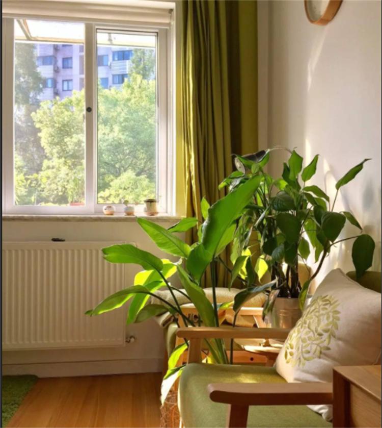 出远门2个月植物怎么浇水,外出两个月绿植怎么浇水