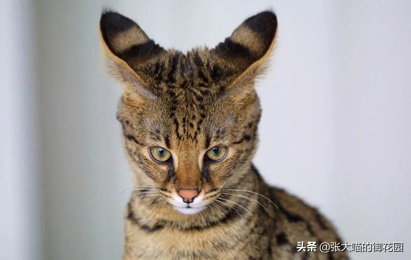 最危险的8种猫排名,世界上最历害的猫有哪些