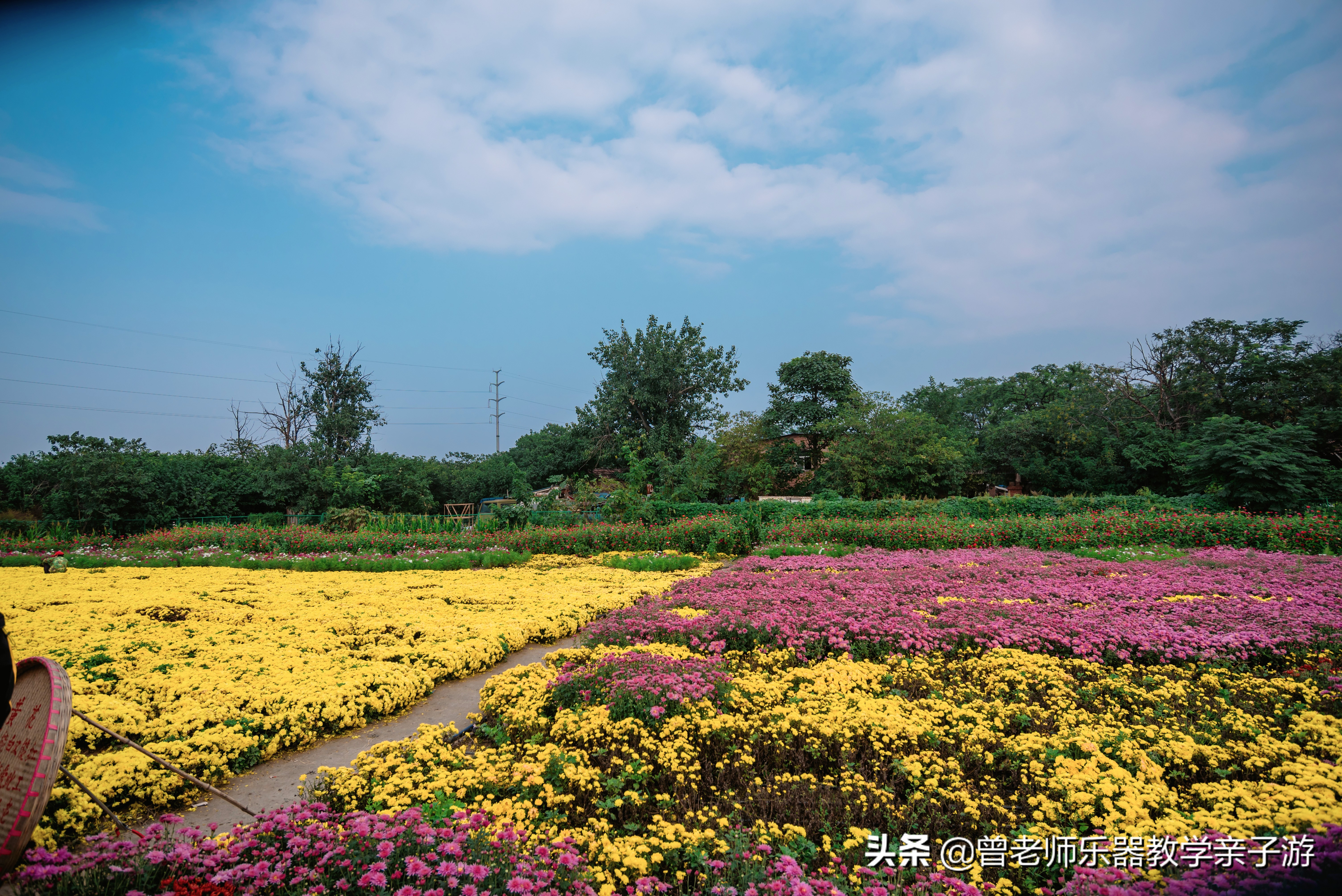 爱菊研学游,爱菊丝路文化菊花园西安