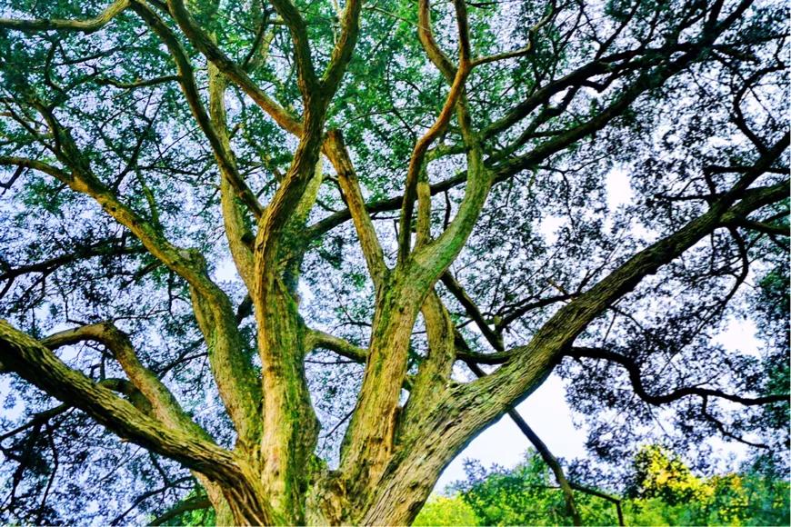 安昌古镇简介和历史,安昌古镇的别样风情