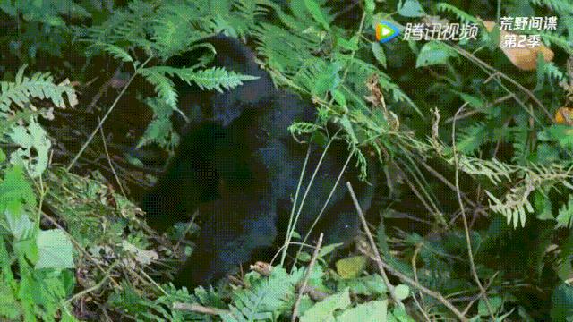 你在搞笑吗韩语,bbc搞笑视频