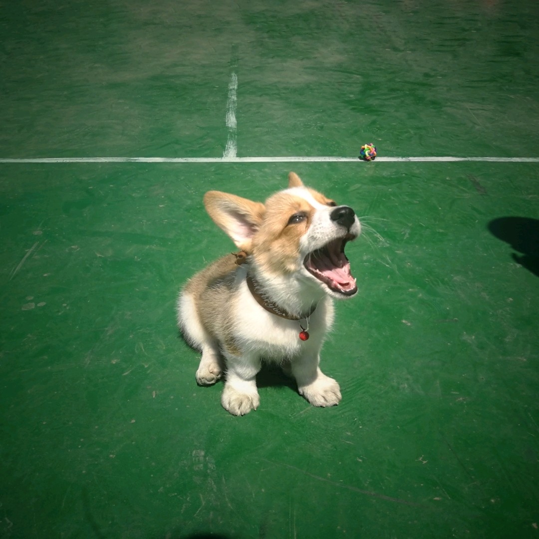 狗狗长双排牙去拔需要多少钱,狗狗双排牙都拔掉了怎么办