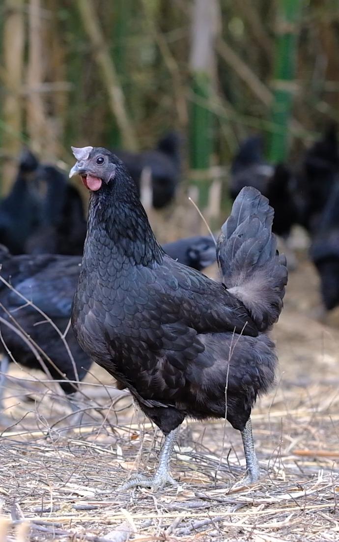 全身灰黑的鸟像鸡一样大不会飞,全身都是黑色的鸡
