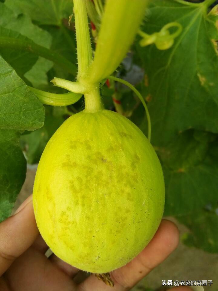 甜瓜霜霉病和细菌性角斑病,甜瓜细菌性果斑病图片