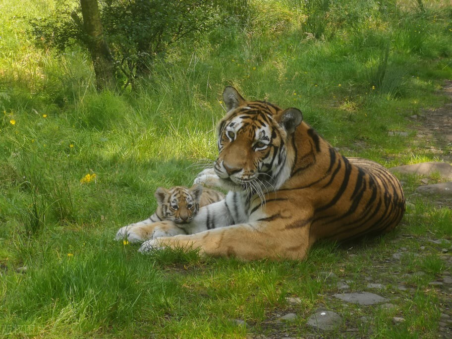 真正的野生老虎多可怕,为什么野生老虎处于危险中