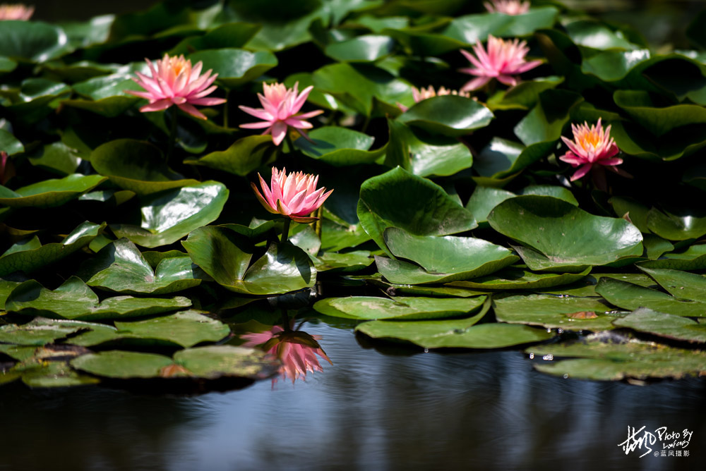 不进沙家浜景区能看到芦苇荡,深度游玩沙家浜风景区