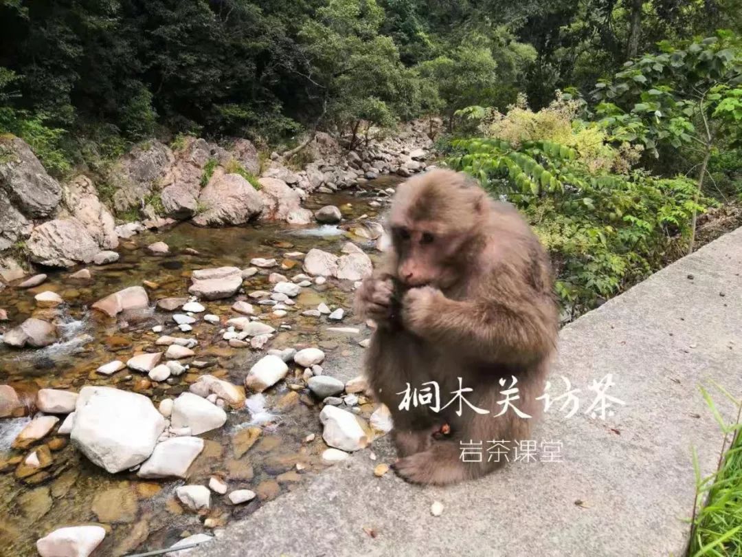 金骏眉茶外观什么样的好,正宗的金骏眉什么颜色