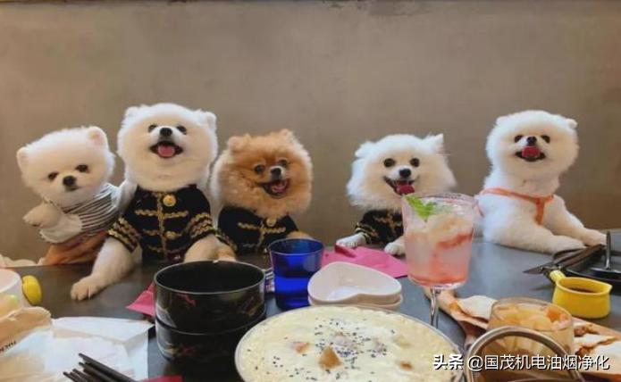 女子用餐厅餐具喂狗后续,女子用饭店餐盘喂狗