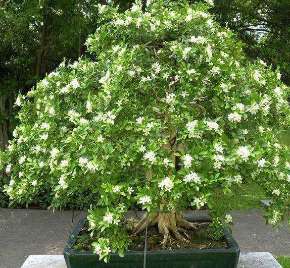 怎么养九里香才能开花,养好一盆九里香诀窍在这里