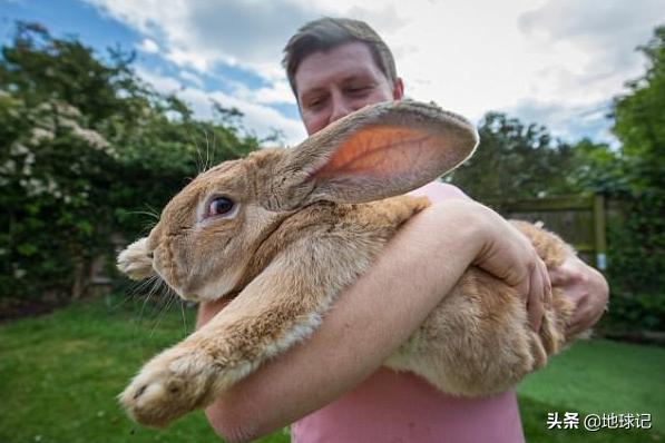 澳大利亚和兔子的五次战争,澳大利亚兔子大战是怎么回事