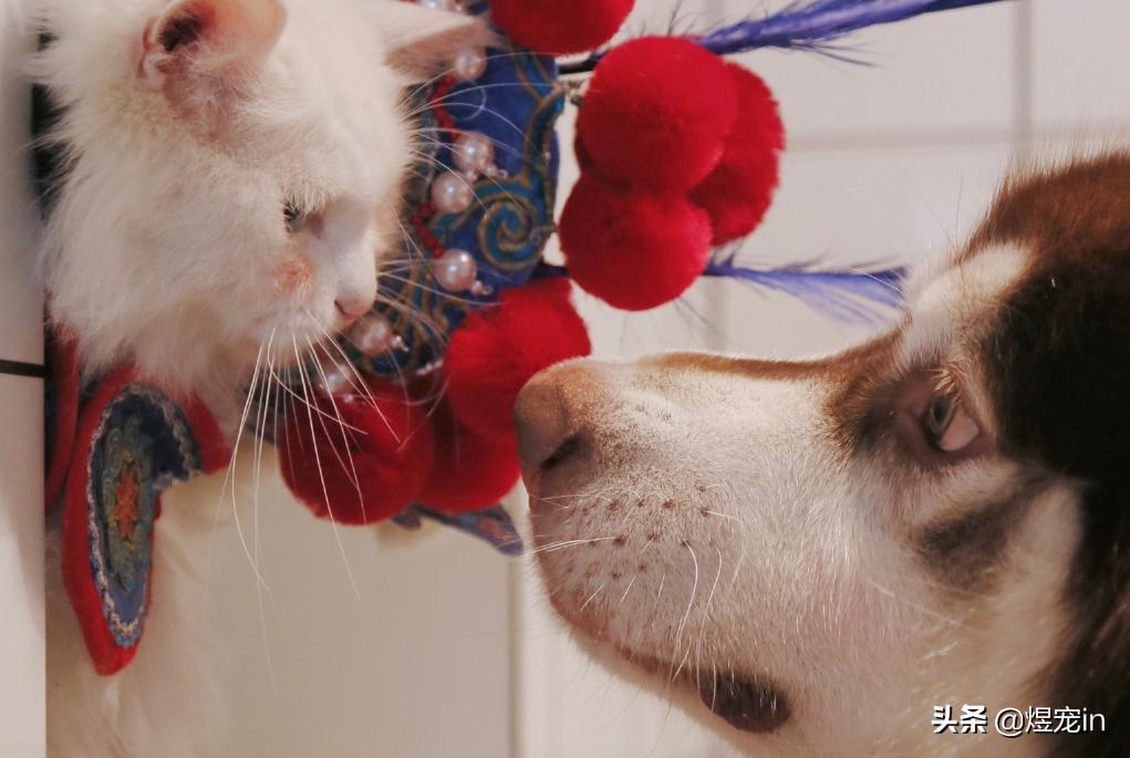 阿拉斯加身上臭味特别重,阿拉斯加脚臭怎么解决