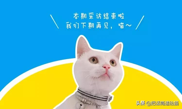 猫故事全集,猫故事小说