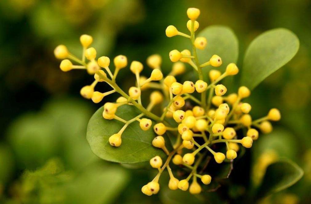 米兰开花季节的养护方法,米兰开花季节的养护与管理