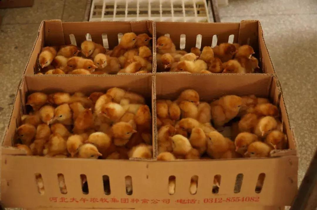 大午集团经营分析,大午集团卖什么