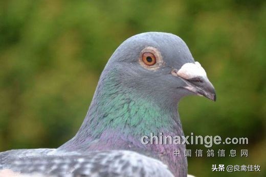 鸽子的常见疾病及治疗方法,鸽子常见疾病及治疗方法大全