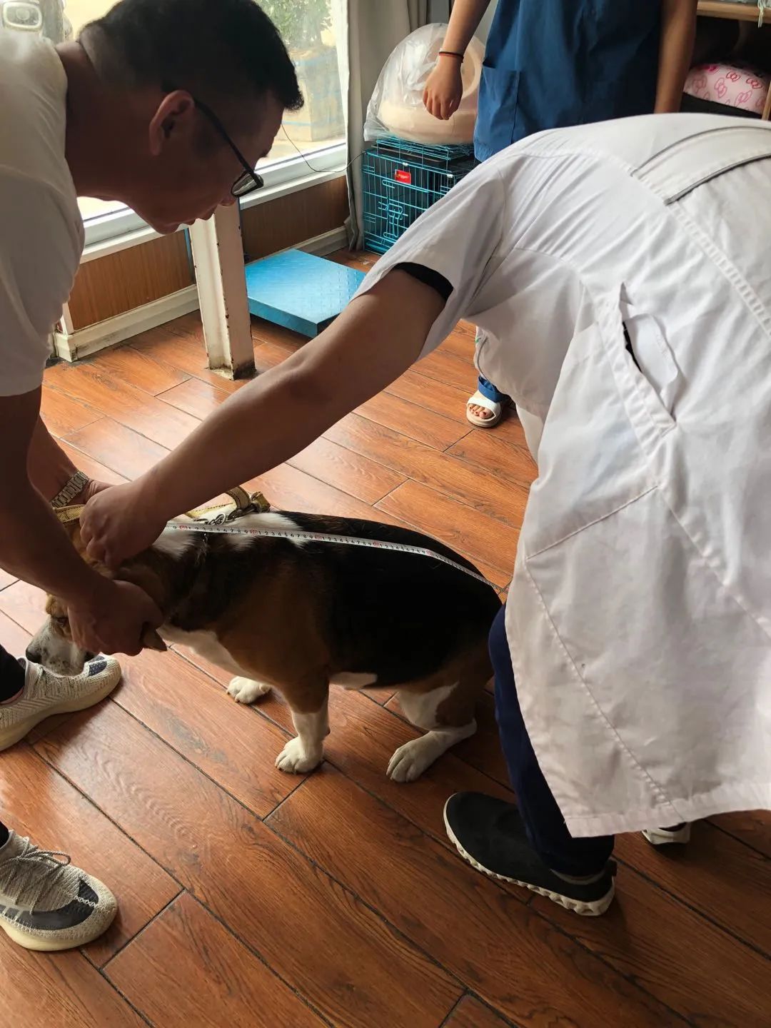 犬加强免疫注意事项,犬只免疫费用