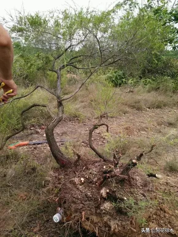 岗松盆景移栽,岗松盆景风景