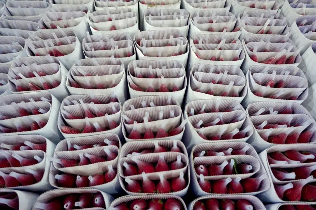 玫瑰花10支批发高原红,最好看的鲜花批发市场