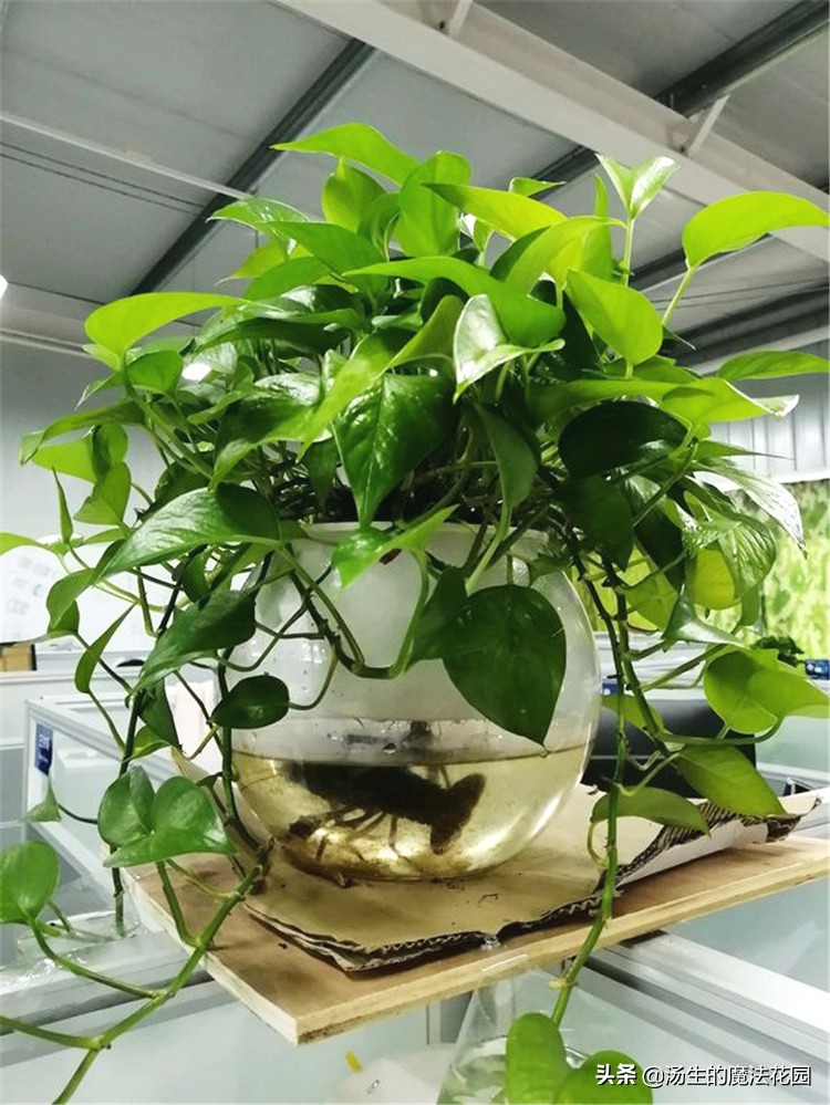 绿萝扦插注意事项,绿萝扦插注意事项有哪些