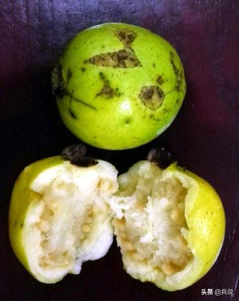 越南老兵重回当年战斗过的洞穴 (越南老兵回忆丛林战争)