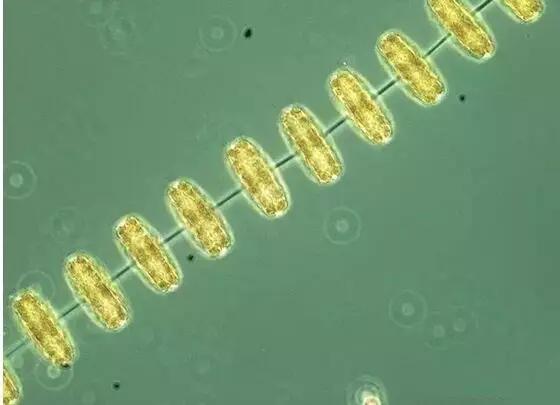 水产养殖业藻类的生命周期,水产养殖常见藻类植物