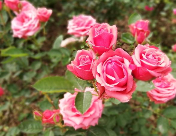 月季有什么养殖技巧，如何才能养好，需要注意什么