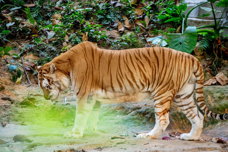 玩转广州长隆野生动物世界之行,广州长隆动物世界游玩攻略图
