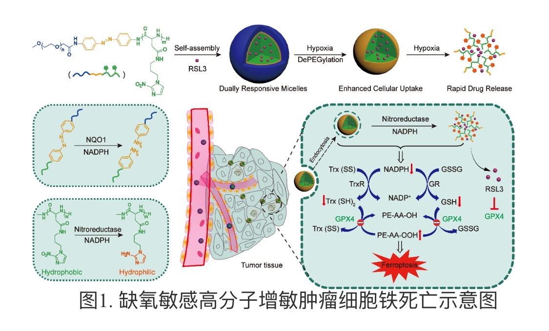 纳米技术怎么治疗癌细胞,攻克基因治疗癌症最新突破消息