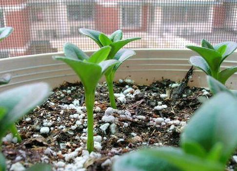 教你怎样养出一盆上好的金鱼吊兰,金鱼吊兰怎么养才能长得更茂盛