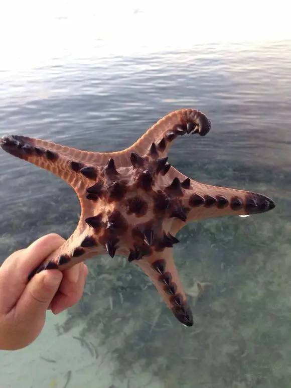 中国海鲜河鲜,市场河鲜海鲜种类大全