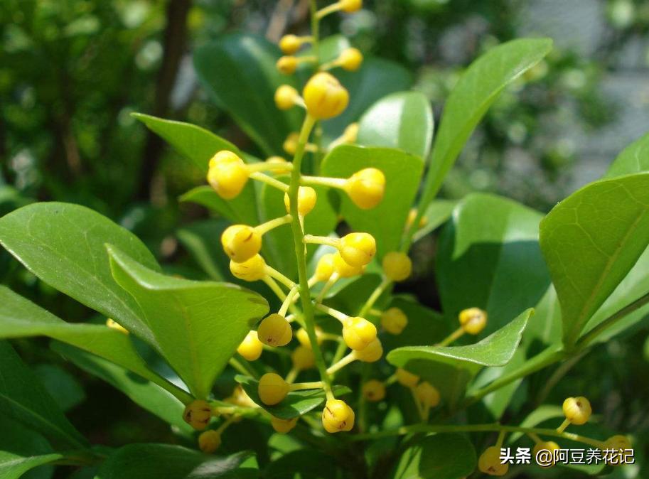 米兰有花骨朵但是不开花怎么回事,米兰只长叶子不开花该怎么办