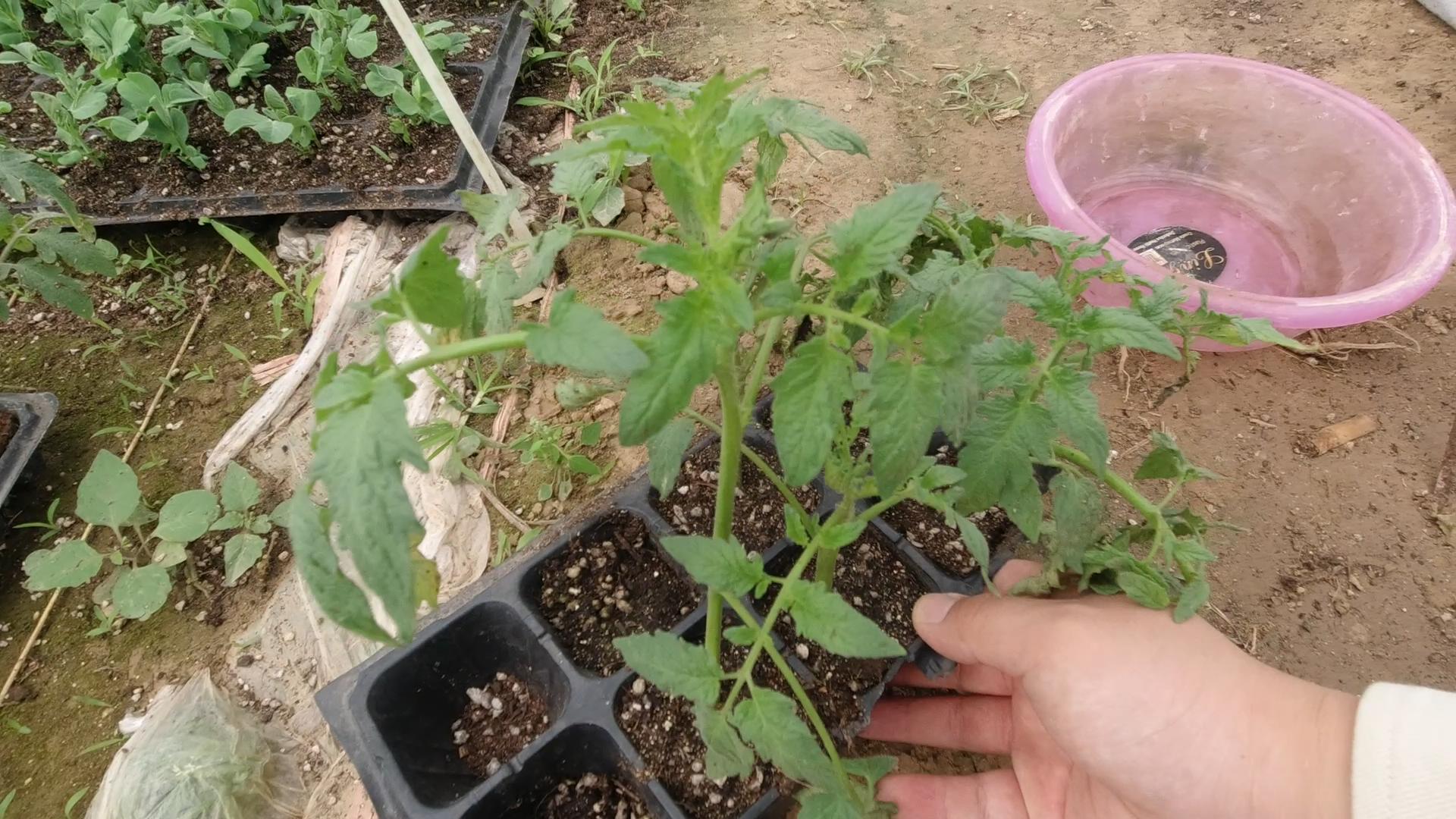 番茄插枝就能活?技巧要掌握好,长根快,成活率高