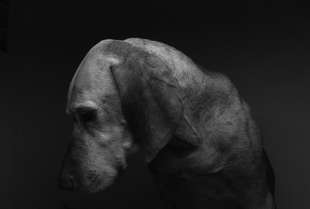 狗狗睡觉的最佳方法,狗狗睡觉姿势大揭秘