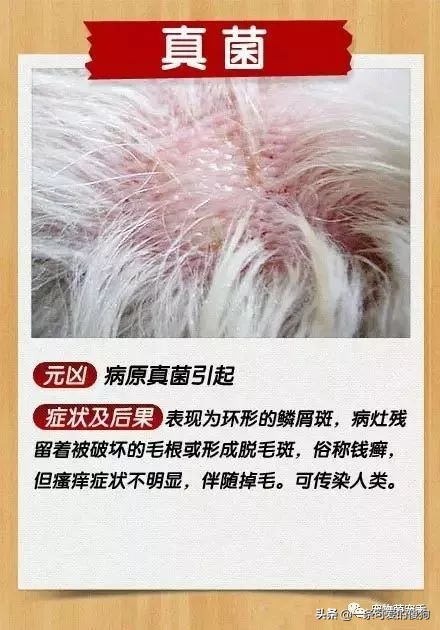 皮肤病狗狗的症状,皮肤病治疗狗狗