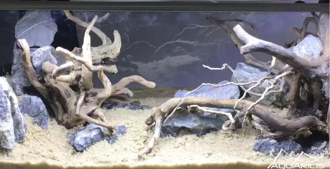 草缸造景教程：这个缸居然能装下一头“犀牛”？