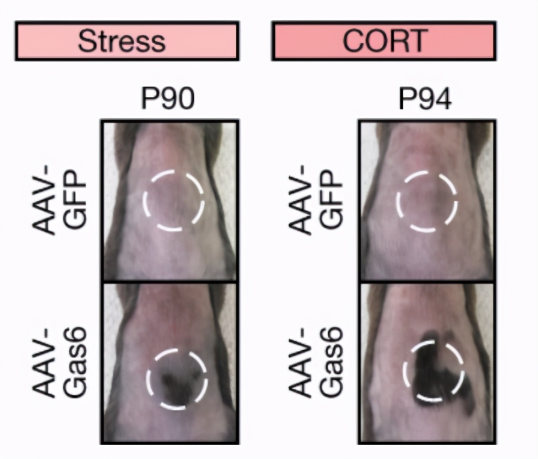 激动哭…科学家找到压力致秃的真相,头秃的你有救了!