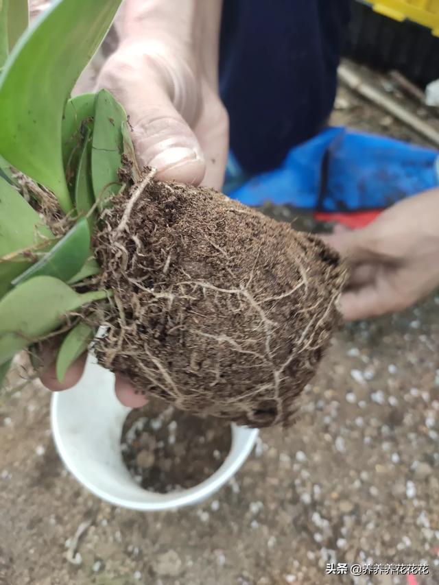 家庭养花如何给土壤消毒,家庭养花灭蚜虫