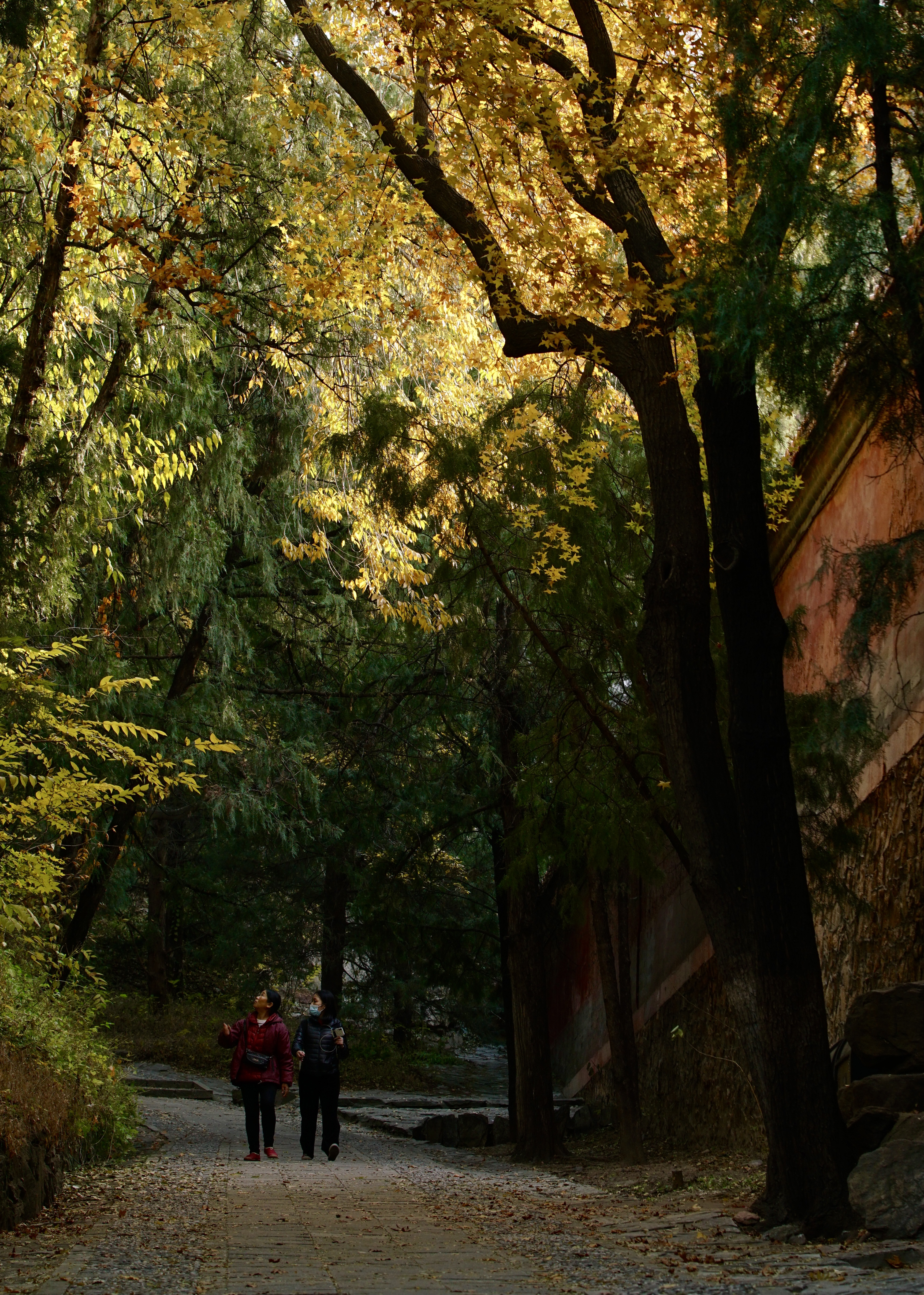 金色的北京犬,金色的北京现代汽车