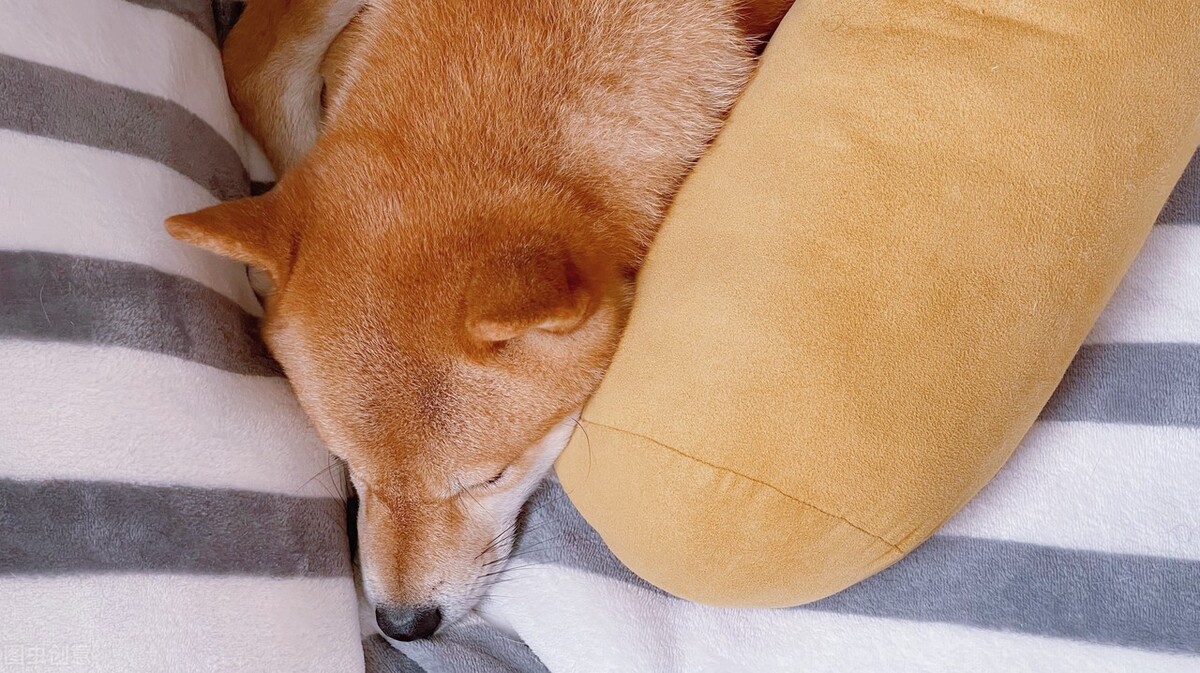 因表情包走红网络,网红柴犬表情包我只想拥有快乐