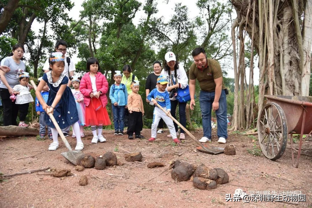 野象谷和大象互动视频,野象谷跟大象互动