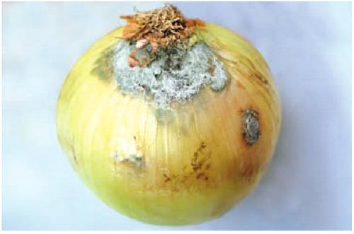 洋葱叶片干枯死亡，病害还是虫害？找准原因，科学应对很关键