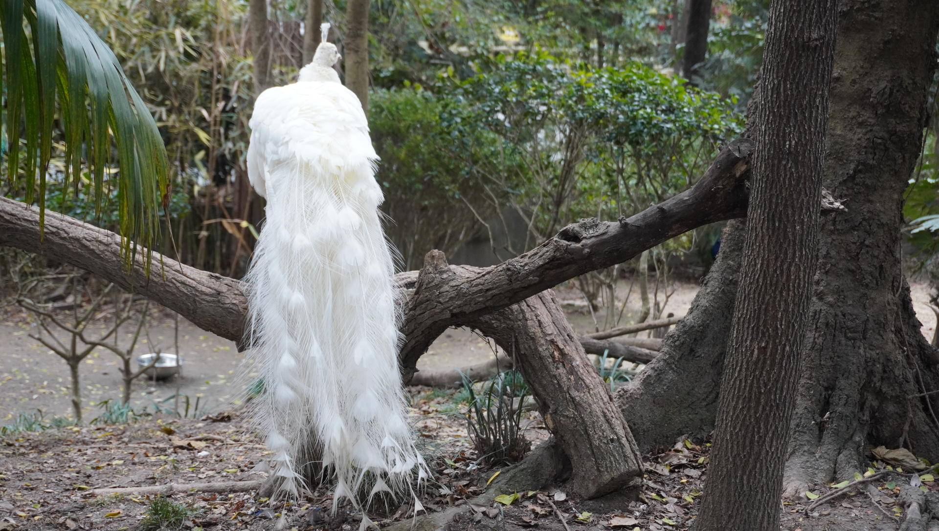 索尼微单6000与6100区别,索尼6100拍抖音评测