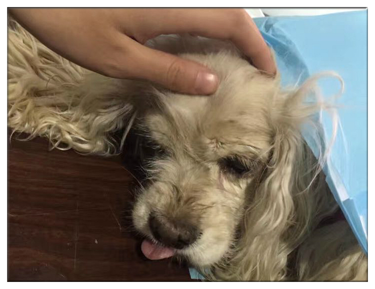 残疾狗狗多次被遗弃迎来10年大运,狗狗生病被遗弃却一步未离开