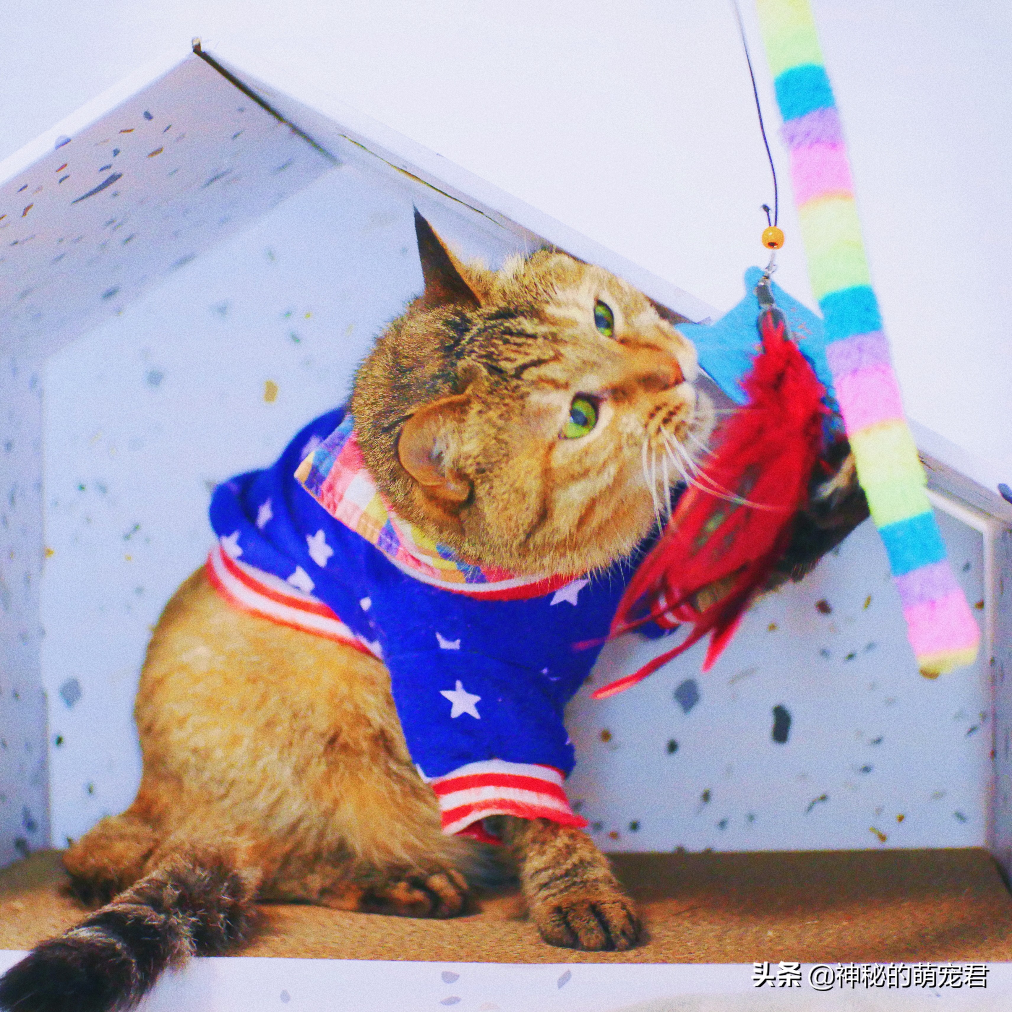 什么逗猫棒猫咪会玩,怎么做猫咪玩的逗猫棒