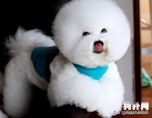 比熊犬有泪痕了怎么办,比熊犬出现泪痕该怎么办